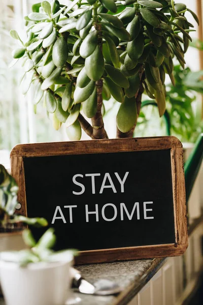 Plantes vertes en pot sur la fenêtre : concept d'auto-quarantaine à la maison comme mesure préventive contre l'épidémie de virus — Photo