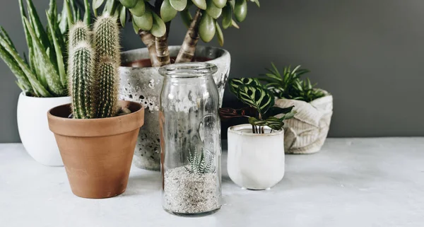 Colección de varios cactus y plantas suculentas en diferentes macetas. Decoración para el hogar y concepto de jardinería. — Foto de Stock