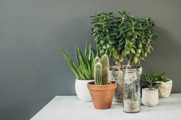 Verzameling van verschillende cactus- en sappige planten in verschillende potten. Home decor en tuin concept. — Stockfoto