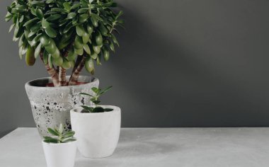 Farklı saksılarda çeşitli kaktüslerin ve sulu bitkilerin toplanması. Ev dekorasyonu ve bahçıvanlık kavramı.