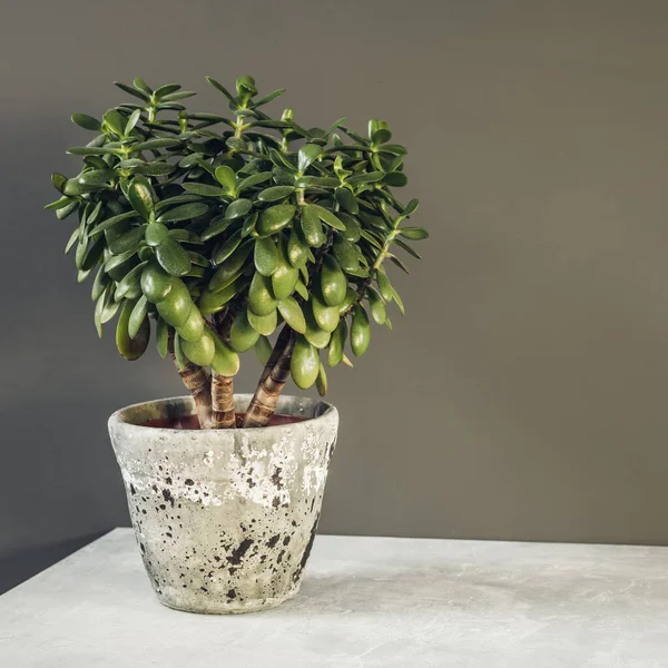 Woonplant Crassula ovata jade plant geld boom tegenover de muur. — Stockfoto