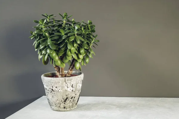 Woonplant Crassula ovata jade plant geld boom tegenover de muur. — Stockfoto