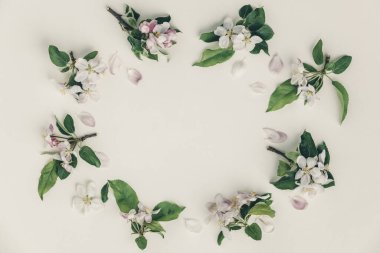 Elma çiçekli çerçeve, bahar çiçeği arkaplan, üst manzara, düz yatak, çerçeve