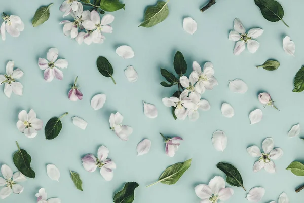 Flache Lage weißer Apfelblütenblüten auf hellblauem Hintergrund, Draufsicht, flache Lage — Stockfoto