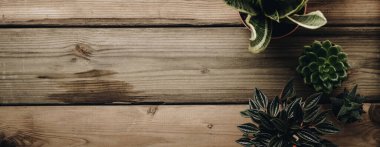 Tahta arka planda çeşitli kaktüslerin ve sulu bitkilerin toplanması