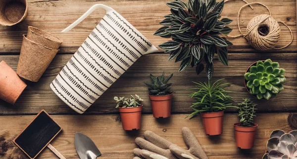 Collection de diverses plantes succulentes et outils de jardin sur fond de bois — Photo