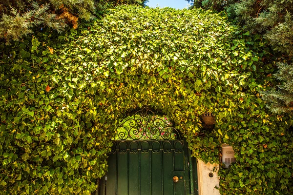 Ancienne porte italienne en métal avec végétation de jardin . — Photo