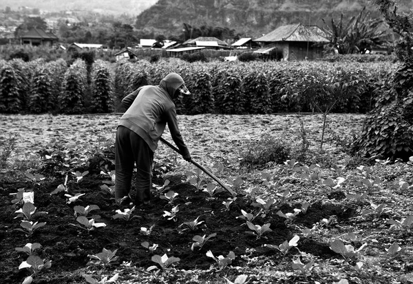 Old woman works in the kitchen garden. — Stock Photo, Image