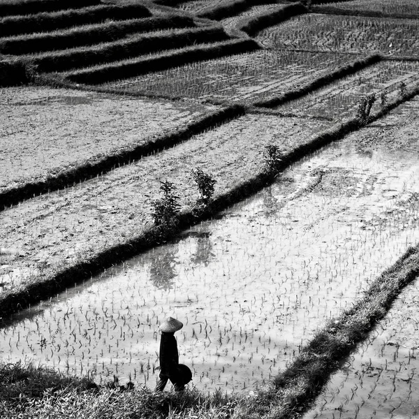 쌀 필드에 농부. — 스톡 사진