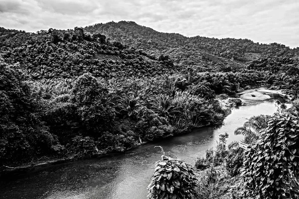 熱帯のジャングル内の川. — ストック写真