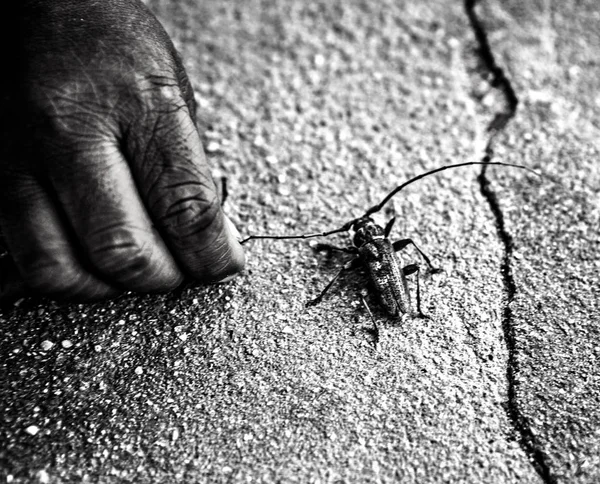 Hand von Kind und Käfer. Nahaufnahme. — Stockfoto