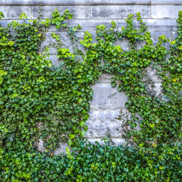 Old stone wall covered vegetation. — Stock Photo, Image