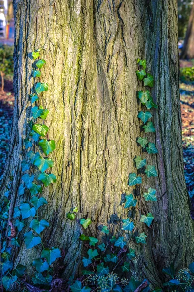 Antiga árvore do parque coberto vegetação close-up . — Fotografia de Stock