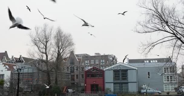 Nahaufnahme der fliegenden weißen Möwe mit ausgebreiteten schönen Flügeln im Stadtpark. 4k-Video. — Stockvideo