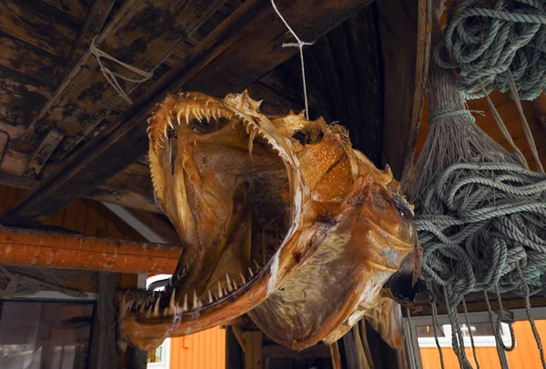 Getrockneter Kopf großer fleischfressender Fische. — Stockfoto