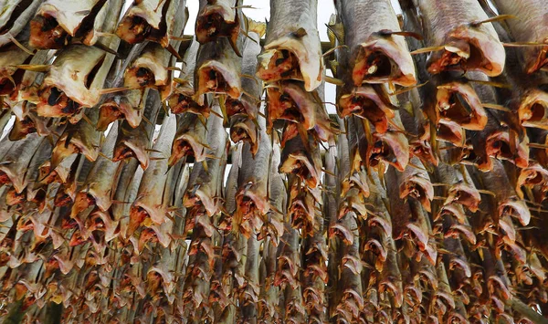 Secado al aire libre tradicional bacalao noruego como fondo . —  Fotos de Stock