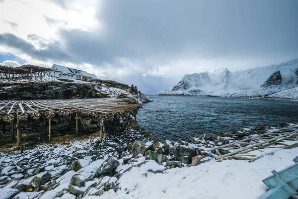 Secagem ao ar livre tradicional bacalhau norueguês . — Fotografia de Stock