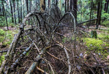 Doğu Avrupa pitoresk unsurları orman bahar.
