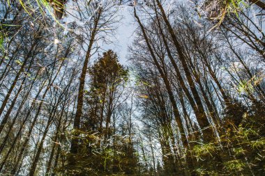 Kaynak suyu ormanda yansıman.