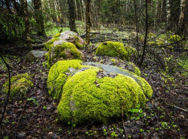 Güzel orman taşlar ile yeşil yosun kaplı.
