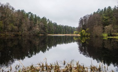 Pitoresk bahar orman ve nehir.