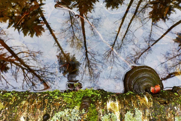 Odraz v lese v pramenité vodě. — Stock fotografie