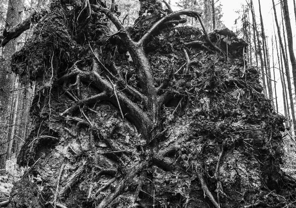 Doğu Avrupa pitoresk unsurları orman bahar.