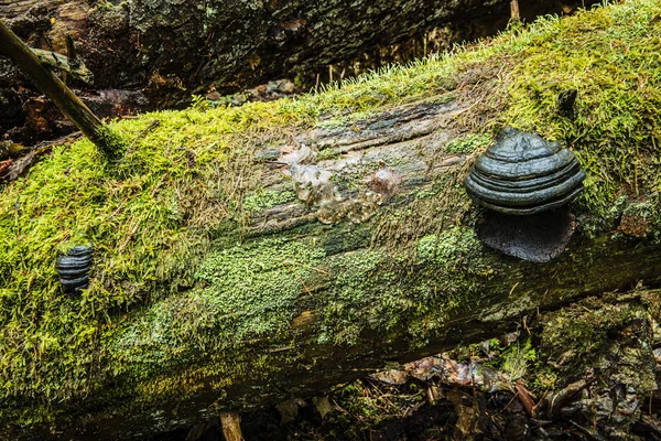 Pittoreske elementen van de Oost-Europese lente bos. — Stockfoto