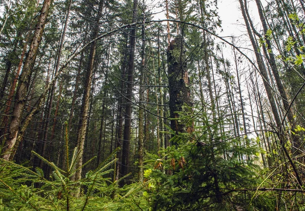 Picturesque elements of the East European spring forest. — Stock Photo, Image