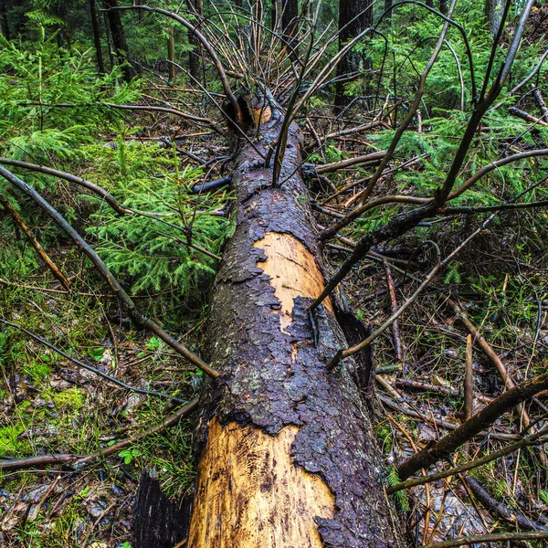 Elementi pittoreschi della foresta primaverile dell'Europa orientale . — Foto Stock