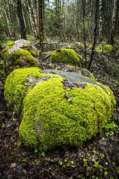 Hermosas piedras del bosque cubiertas de musgo verde . — Foto de Stock