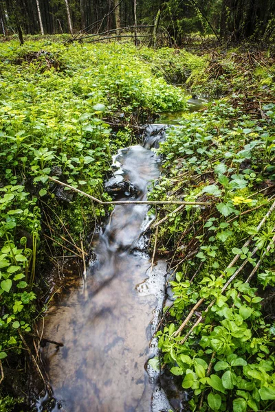 Живописный весенний лес и река . — стоковое фото