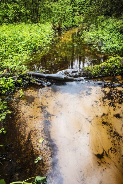 Picturesque spring forest and river. — Stock Photo, Image