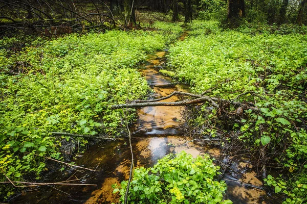 Живописный весенний лес и река . — стоковое фото