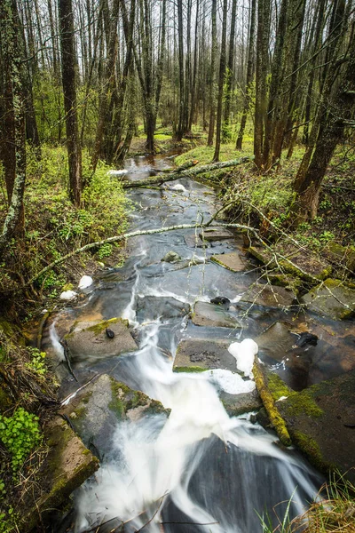 Pintoresco bosque de primavera y río . — Foto de Stock