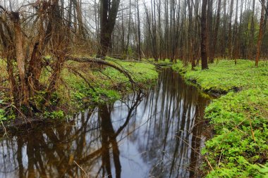 Pitoresk bahar orman ve nehir.