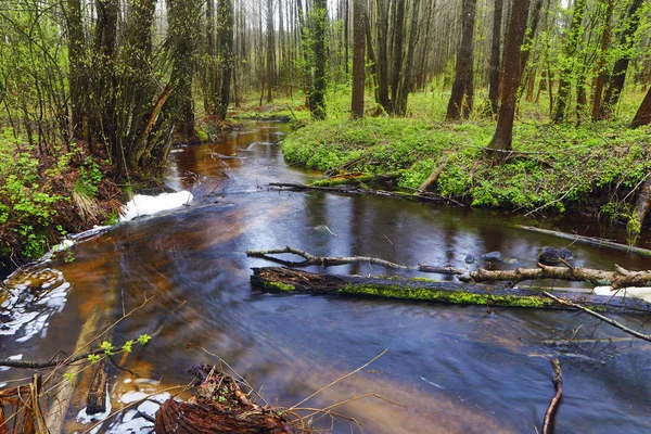 Pintoresco bosque de primavera y río . —  Fotos de Stock