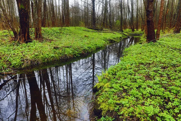 如诗如画的春天森林和河流. — 图库照片