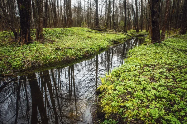 Maleriske forår skov og flod . - Stock-foto