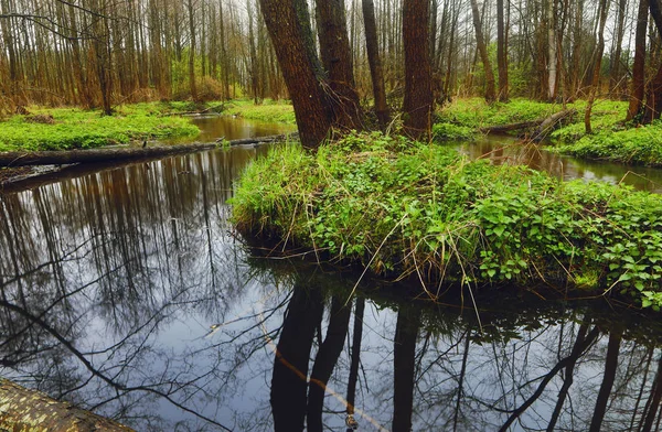 Picturesque spring forest and river. — Stock Photo, Image