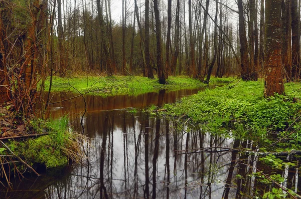 Picturesque spring forest and river. — Stock Photo, Image