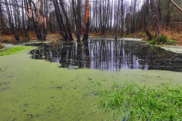 Forêt printanière pittoresque et rivière . — Photo