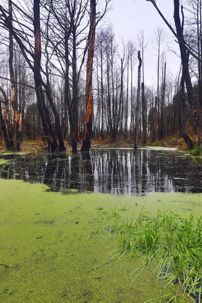 Forêt printanière pittoresque et rivière . — Photo