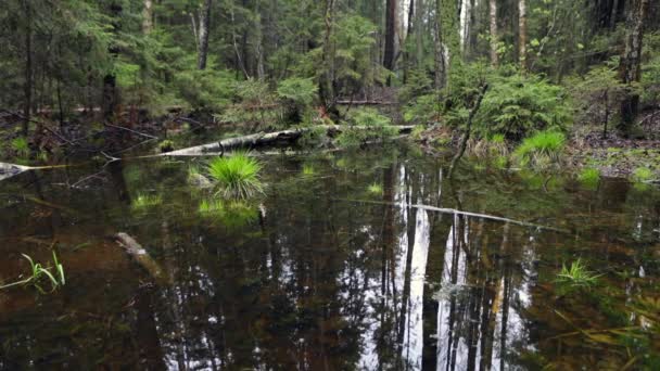 Forêt printanière pittoresque et rivière. Des séquences HD .