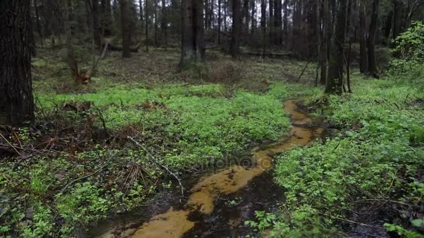 Malebné jarní les a řeka. HD záznam. — Stock video