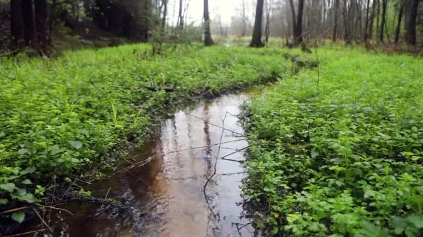 Мальовничий весняний ліс і річка. HD кадри . — стокове відео