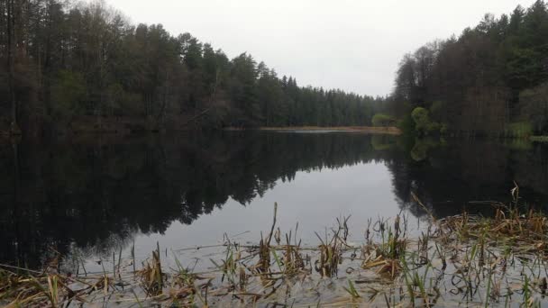 Forêt printanière pittoresque et rivière. Des séquences HD .