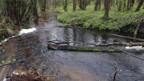 Floresta pitoresca primavera e rio. Imagens em HD . — Vídeo de Stock