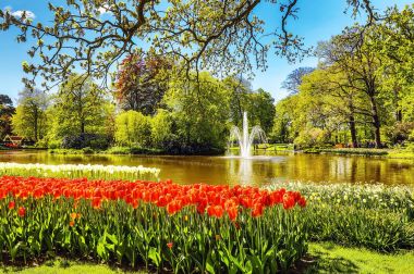 Çiçek açan Avrupa Bahçe, Keukenhof park. Hollanda.