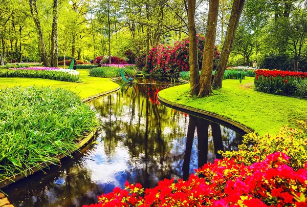 Çiçek açan Avrupa Bahçe, Keukenhof park. Hollanda. — Stok fotoğraf
